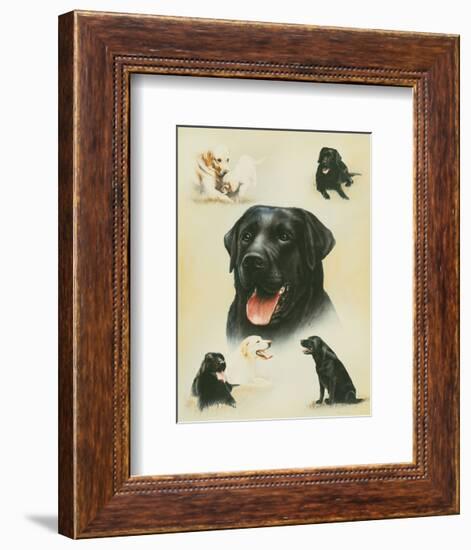 Labrador-Libero Patrignani-Framed Art Print