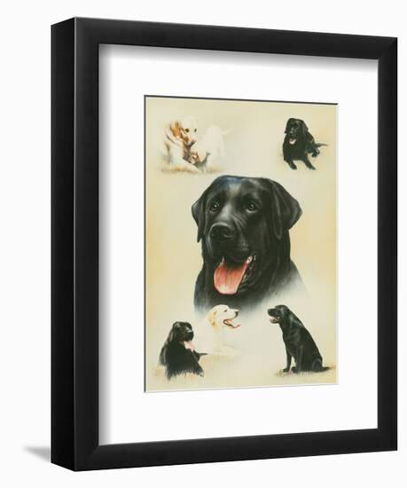 Labrador-Libero Patrignani-Framed Art Print