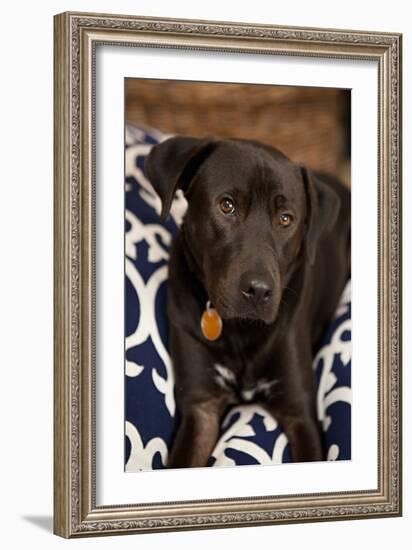 Labrador-Karyn Millet-Framed Photographic Print