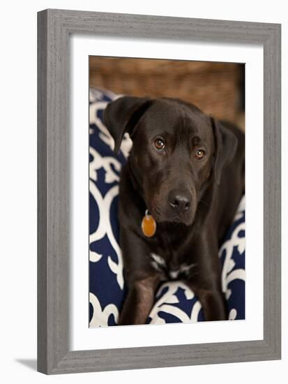 Labrador-Karyn Millet-Framed Photographic Print