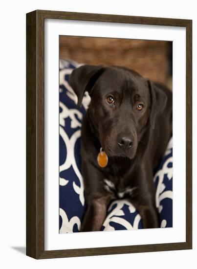 Labrador-Karyn Millet-Framed Photographic Print