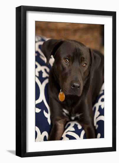 Labrador-Karyn Millet-Framed Photographic Print