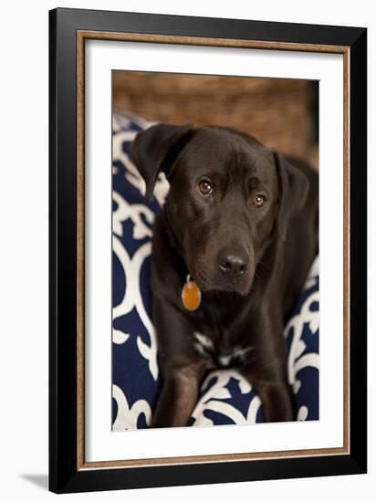 Labrador-Karyn Millet-Framed Photographic Print