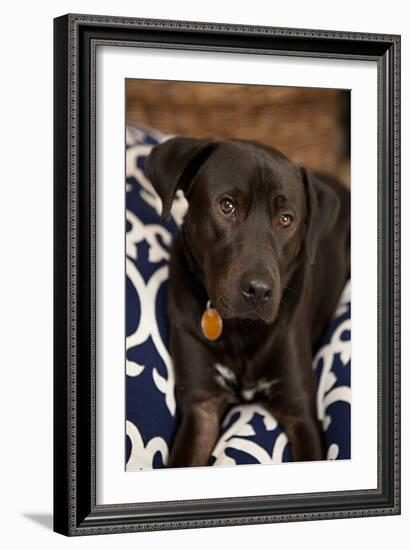 Labrador-Karyn Millet-Framed Photographic Print