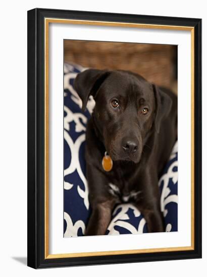 Labrador-Karyn Millet-Framed Photographic Print