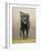 Labrador-John Silver-Framed Giclee Print