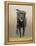 Labrador-John Silver-Framed Premier Image Canvas