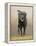 Labrador-John Silver-Framed Premier Image Canvas