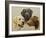 Labrador-John Silver-Framed Giclee Print