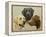 Labrador-John Silver-Framed Premier Image Canvas