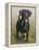 Labrador-John Silver-Framed Premier Image Canvas