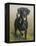 Labrador-John Silver-Framed Premier Image Canvas