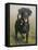 Labrador-John Silver-Framed Premier Image Canvas