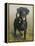 Labrador-John Silver-Framed Premier Image Canvas