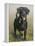 Labrador-John Silver-Framed Premier Image Canvas