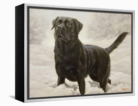 Labrador-John Silver-Framed Premier Image Canvas