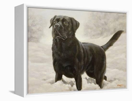 Labrador-John Silver-Framed Premier Image Canvas