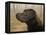 Labrador-John Silver-Framed Premier Image Canvas