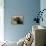 Labrador-John Silver-Framed Premier Image Canvas displayed on a wall