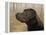 Labrador-John Silver-Framed Premier Image Canvas