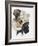 Labrador-Barbara Keith-Framed Giclee Print