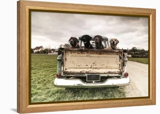 Labradors in a Vintage Truck-claire norman-Framed Premier Image Canvas