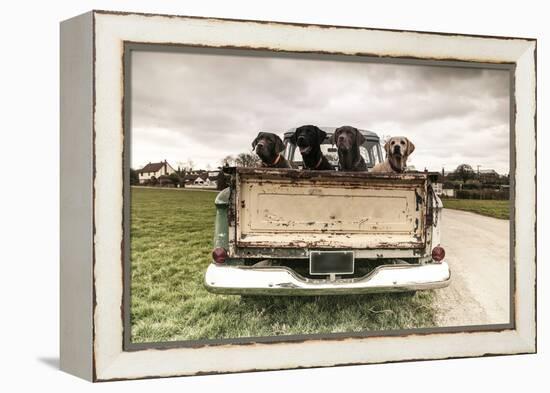 Labradors in a Vintage Truck-claire norman-Framed Premier Image Canvas