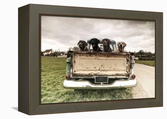 Labradors in a Vintage Truck-claire norman-Framed Premier Image Canvas