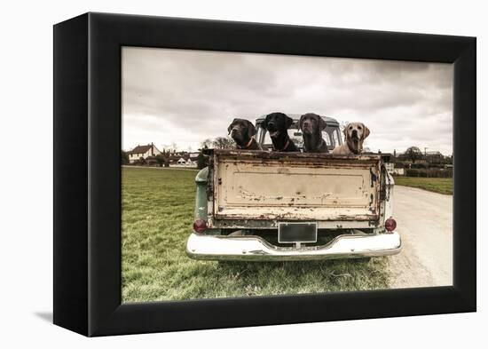 Labradors in a Vintage Truck-claire norman-Framed Premier Image Canvas