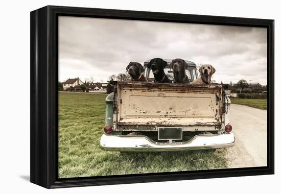 Labradors in a Vintage Truck-claire norman-Framed Premier Image Canvas