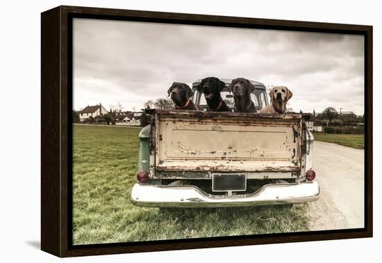 Labradors in a Vintage Truck-claire norman-Framed Premier Image Canvas