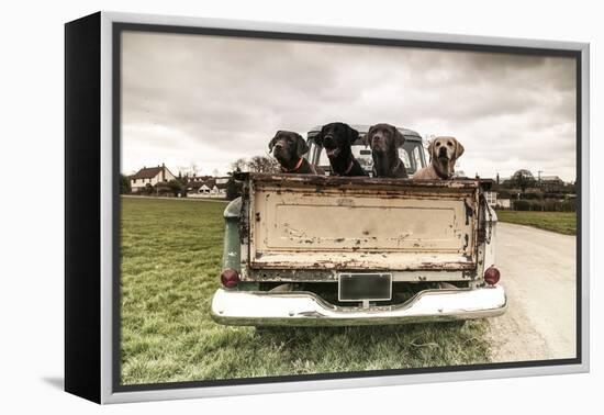 Labradors in a Vintage Truck-claire norman-Framed Premier Image Canvas