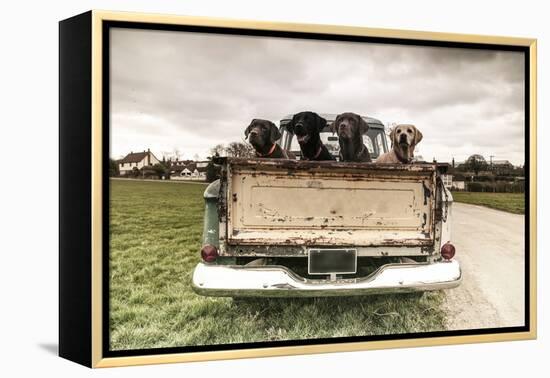 Labradors in a Vintage Truck-claire norman-Framed Premier Image Canvas