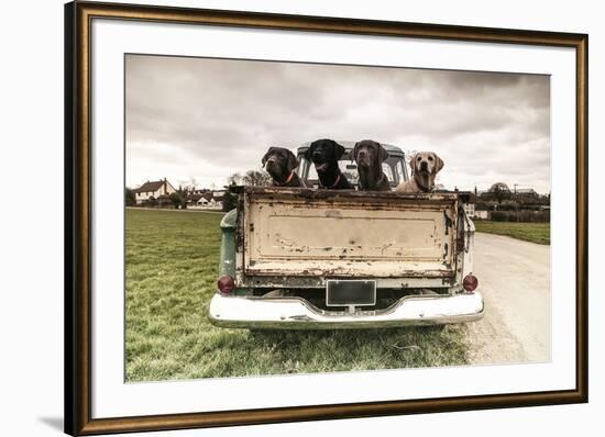 Labradors in a Vintage Truck-claire norman-Framed Photographic Print