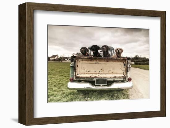 Labradors in a Vintage Truck-claire norman-Framed Premium Photographic Print