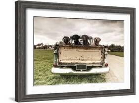 Labradors in a Vintage Truck-claire norman-Framed Photographic Print