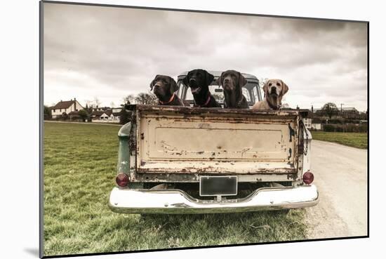 Labradors in a Vintage Truck-claire norman-Mounted Photographic Print
