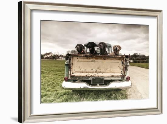Labradors in a Vintage Truck-claire norman-Framed Photographic Print