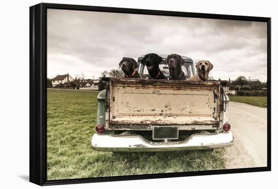 Labradors in a Vintage Truck-claire norman-Framed Premier Image Canvas