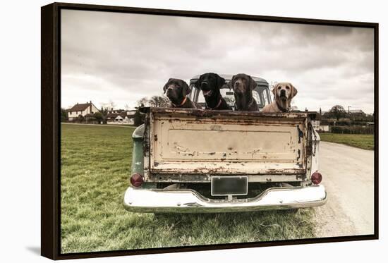 Labradors in a Vintage Truck-claire norman-Framed Premier Image Canvas