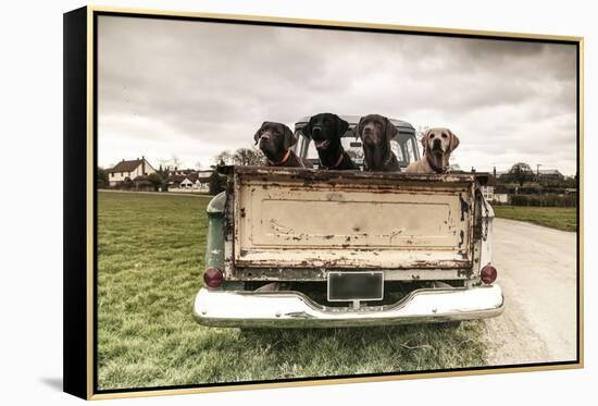 Labradors in a Vintage Truck-claire norman-Framed Premier Image Canvas