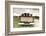 Labradors in a Vintage Truck-claire norman-Framed Photographic Print