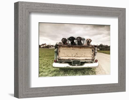 Labradors in a Vintage Truck-claire norman-Framed Photographic Print