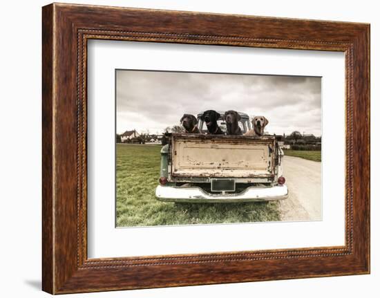 Labradors in a Vintage Truck-claire norman-Framed Photographic Print