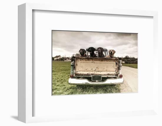 Labradors in a Vintage Truck-claire norman-Framed Photographic Print