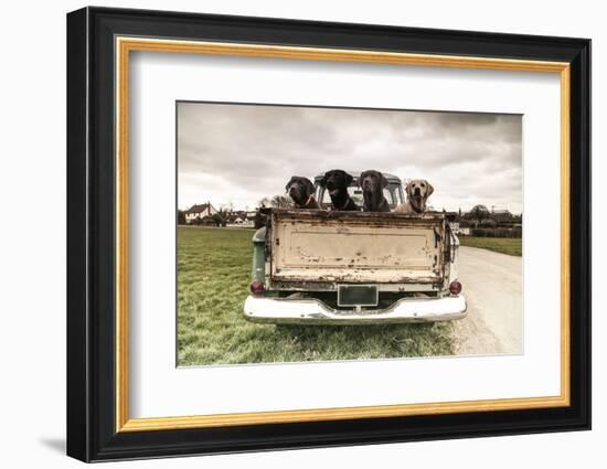 Labradors in a Vintage Truck-claire norman-Framed Photographic Print