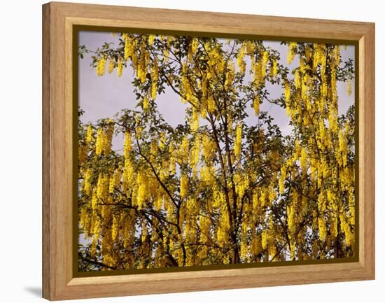 Laburnum Anagyroides, 'Golden Rain', Detail, Branch, Blooms-Thonig-Framed Premier Image Canvas