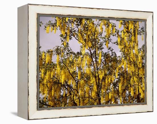 Laburnum Anagyroides, 'Golden Rain', Detail, Branch, Blooms-Thonig-Framed Premier Image Canvas