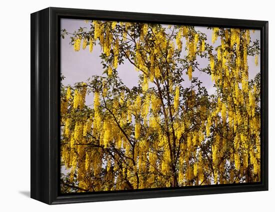 Laburnum Anagyroides, 'Golden Rain', Detail, Branch, Blooms-Thonig-Framed Premier Image Canvas