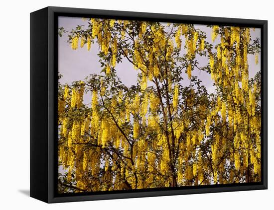 Laburnum Anagyroides, 'Golden Rain', Detail, Branch, Blooms-Thonig-Framed Premier Image Canvas